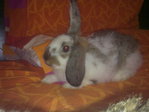 Adopcion conejo pippin